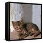 Kitten in Heracleion-CM Dixon-Framed Stretched Canvas