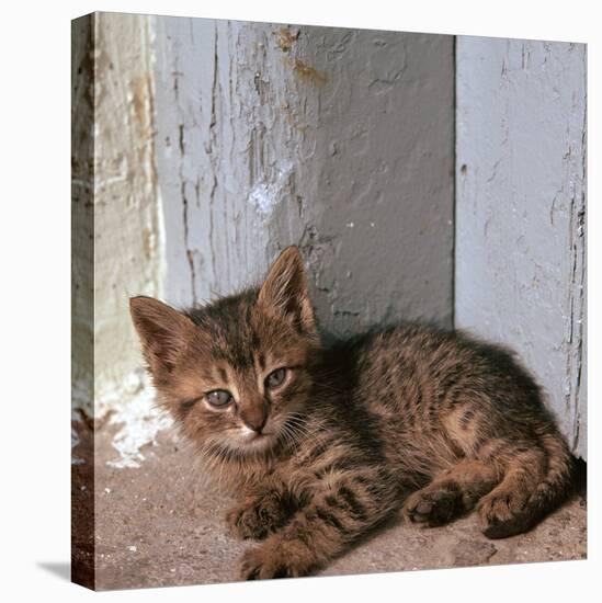 Kitten in Heracleion-CM Dixon-Stretched Canvas