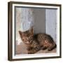 Kitten in Heracleion-CM Dixon-Framed Premium Photographic Print