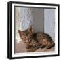 Kitten in Heracleion-CM Dixon-Framed Premium Photographic Print