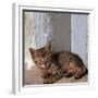 Kitten in Heracleion-CM Dixon-Framed Premium Photographic Print