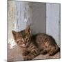 Kitten in Heracleion-CM Dixon-Mounted Premium Photographic Print