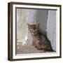 Kitten in Heracleion-CM Dixon-Framed Photographic Print