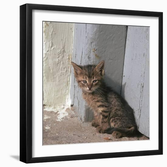 Kitten in Heracleion-CM Dixon-Framed Photographic Print