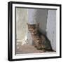 Kitten in Heracleion-CM Dixon-Framed Photographic Print