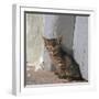 Kitten in Heracleion-CM Dixon-Framed Photographic Print