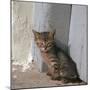 Kitten in Heracleion-CM Dixon-Mounted Photographic Print