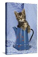 Kitten in Jug-null-Stretched Canvas