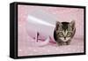 Kitten in Pink Jug-null-Framed Stretched Canvas