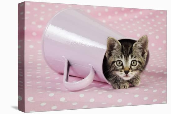 Kitten in Pink Jug-null-Stretched Canvas