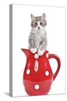 Kitten in Red Jug-null-Stretched Canvas