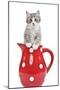 Kitten in Red Jug-null-Mounted Photographic Print