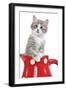 Kitten in Red Jug-null-Framed Photographic Print