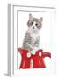 Kitten in Red Jug-null-Framed Photographic Print