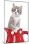 Kitten in Red Jug-null-Mounted Photographic Print