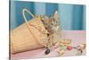 Kitten in Sewing Basket-null-Stretched Canvas