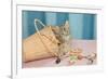 Kitten in Sewing Basket-null-Framed Premium Giclee Print