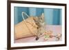 Kitten in Sewing Basket-null-Framed Premium Giclee Print