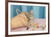 Kitten in Sewing Basket-null-Framed Premium Giclee Print