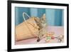 Kitten in Sewing Basket-null-Framed Premium Giclee Print