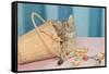 Kitten in Sewing Basket-null-Framed Stretched Canvas