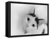 Kitten in tissue  2020  (photograph)-Ant Smith-Framed Stretched Canvas