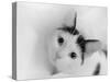 Kitten in tissue  2020  (photograph)-Ant Smith-Stretched Canvas