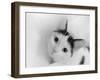 Kitten in tissue  2020  (photograph)-Ant Smith-Framed Photographic Print