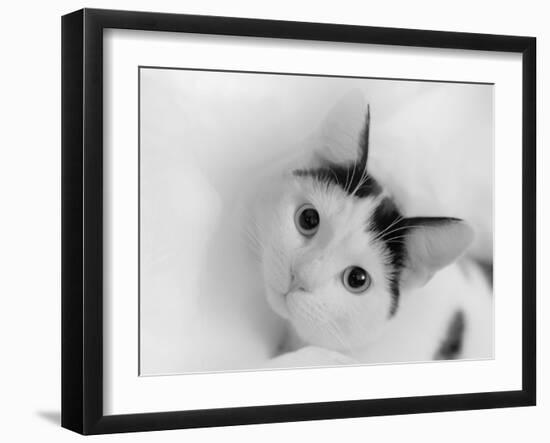 Kitten in tissue  2020  (photograph)-Ant Smith-Framed Photographic Print