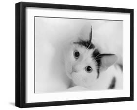 Kitten in tissue  2020  (photograph)-Ant Smith-Framed Photographic Print