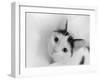 Kitten in tissue  2020  (photograph)-Ant Smith-Framed Photographic Print