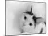 Kitten in tissue  2020  (photograph)-Ant Smith-Mounted Photographic Print