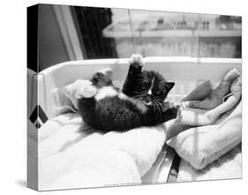 Kitten Laundry-Kim Levin-Stretched Canvas