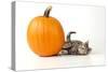 Kitten Laying Next to a Pumpkin-null-Stretched Canvas