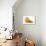 Kitten Laying Next to a Pumpkin-null-Photographic Print displayed on a wall