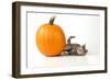 Kitten Laying Next to a Pumpkin-null-Framed Photographic Print