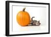 Kitten Laying Next to a Pumpkin-null-Framed Photographic Print