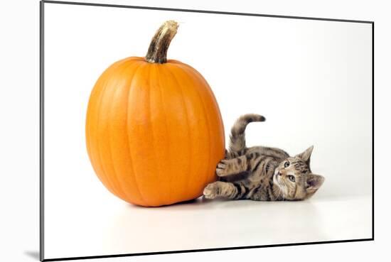 Kitten Laying Next to a Pumpkin-null-Mounted Photographic Print