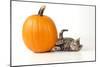 Kitten Laying Next to a Pumpkin-null-Mounted Photographic Print