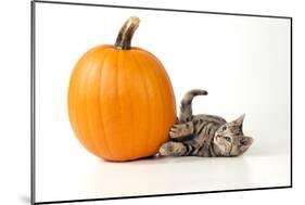 Kitten Laying Next to a Pumpkin-null-Mounted Photographic Print