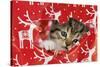 Kitten Looking Through Hole in Christmas Wrapping Paper-null-Stretched Canvas