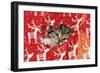 Kitten Looking Through Hole in Christmas-null-Framed Photographic Print