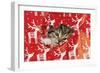 Kitten Looking Through Hole in Christmas-null-Framed Photographic Print