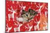 Kitten Looking Through Hole in Christmas-null-Mounted Photographic Print