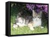 Kitten Lying by Flowers-null-Framed Stretched Canvas