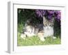 Kitten Lying by Flowers-null-Framed Photographic Print