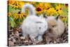 Kitten Nuzzling Juvenile Lions-Head Angora Rabbit, Harvard, Illinois, USA-Lynn M^ Stone-Stretched Canvas