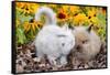 Kitten Nuzzling Juvenile Lions-Head Angora Rabbit, Harvard, Illinois, USA-Lynn M^ Stone-Framed Stretched Canvas