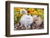 Kitten Nuzzling Juvenile Lions-Head Angora Rabbit, Harvard, Illinois, USA-Lynn M^ Stone-Framed Photographic Print