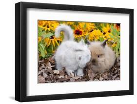 Kitten Nuzzling Juvenile Lions-Head Angora Rabbit, Harvard, Illinois, USA-Lynn M^ Stone-Framed Photographic Print